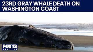 23rd gray whale death reported along Washington coast | FOX 13 Seattle