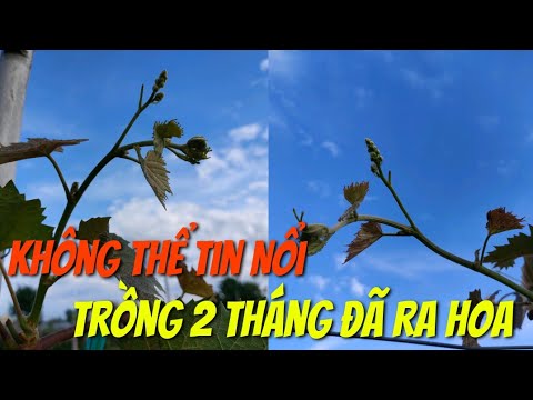 Bật Mí Bí Quyết Giúp Vườn Nho "Mẫu Đơn" Trồng Hai Tháng Đã Cho Ra Hoa.