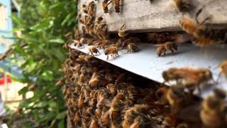 Slow motion bees - Flow™ Hive Byron Bay