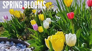 SPRING | More blooms in our TINY GARDEN #flowers #garden #plants #gardening #gardentour #spring by Life Home and Garden with Ana Rica 232 views 3 weeks ago 7 minutes, 24 seconds