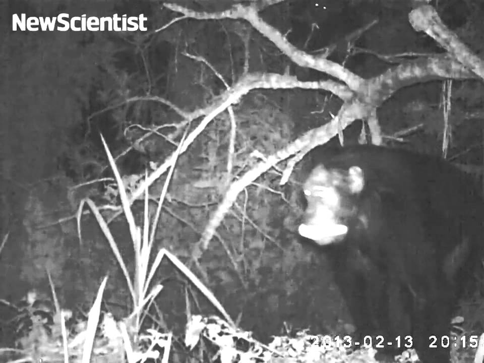 science jobs london Chimp raiders rob corn fields at night