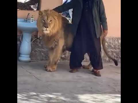 كابل مربي الاسود