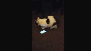 Hilarious Cat Vs Iphone