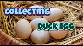Collectig Duck Eggs Day 119 | Duck Egg | Desi Duck | Village Farm | Homemade Farm | Andhra Pradesh by Indian Agri Farm 315 views 1 year ago 6 minutes, 16 seconds