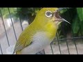 Masteran Pleci Nembak Variasi Masteran Pleci Nembak Ngerol Mp3 - Mp4 Download