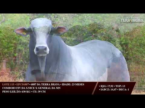LOTE 115   EPCF 6887