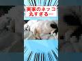 実家のネッコ、丸すぎる… #shorts #2ch #猫