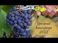 Урожай винограда 2021