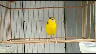 Download Lagu kenari gacor paling enak isian blactroath MP3