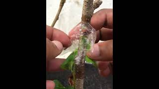 Remove Plastic From Branch Treegrafting