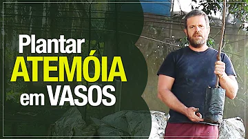 Como cuidar de um pé de atemoia?