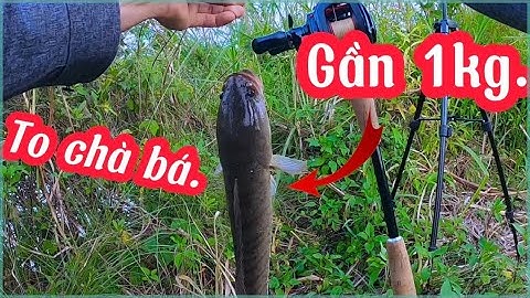 Buổi câu lure cá lóc bằng nhái hơi, lại lên được Hugo.