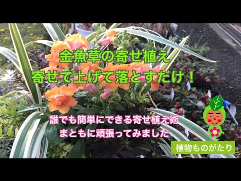 1 寄せ植え 金魚草を寄せて上げてください 植物ものがたり Youtube