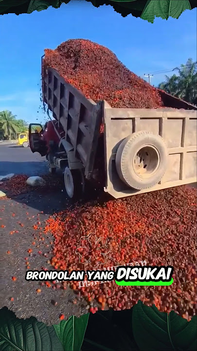Fresh Loose Palm Fruit is Liked by Factories #shorts #fruit #palm #factories