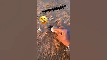 كيف تصيد الجربوع 