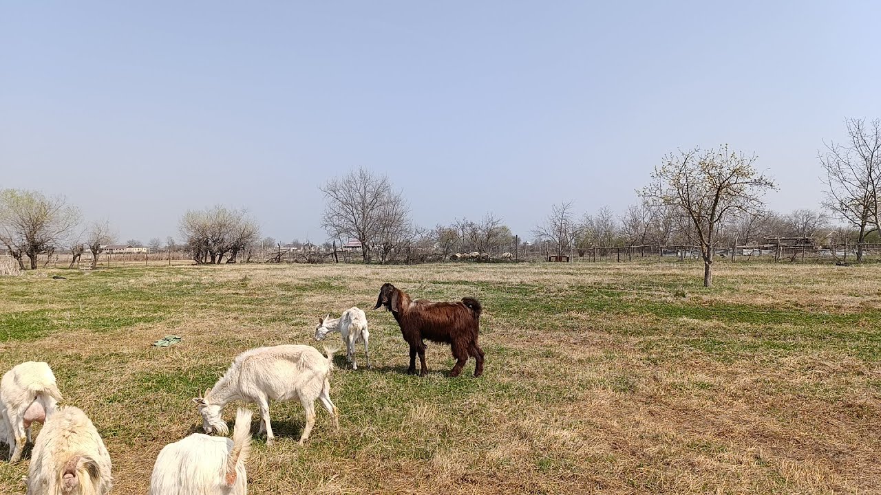 Hələb Təkəsi aldıq, keçilərə nə vaxt təkə qatmalıyıq?