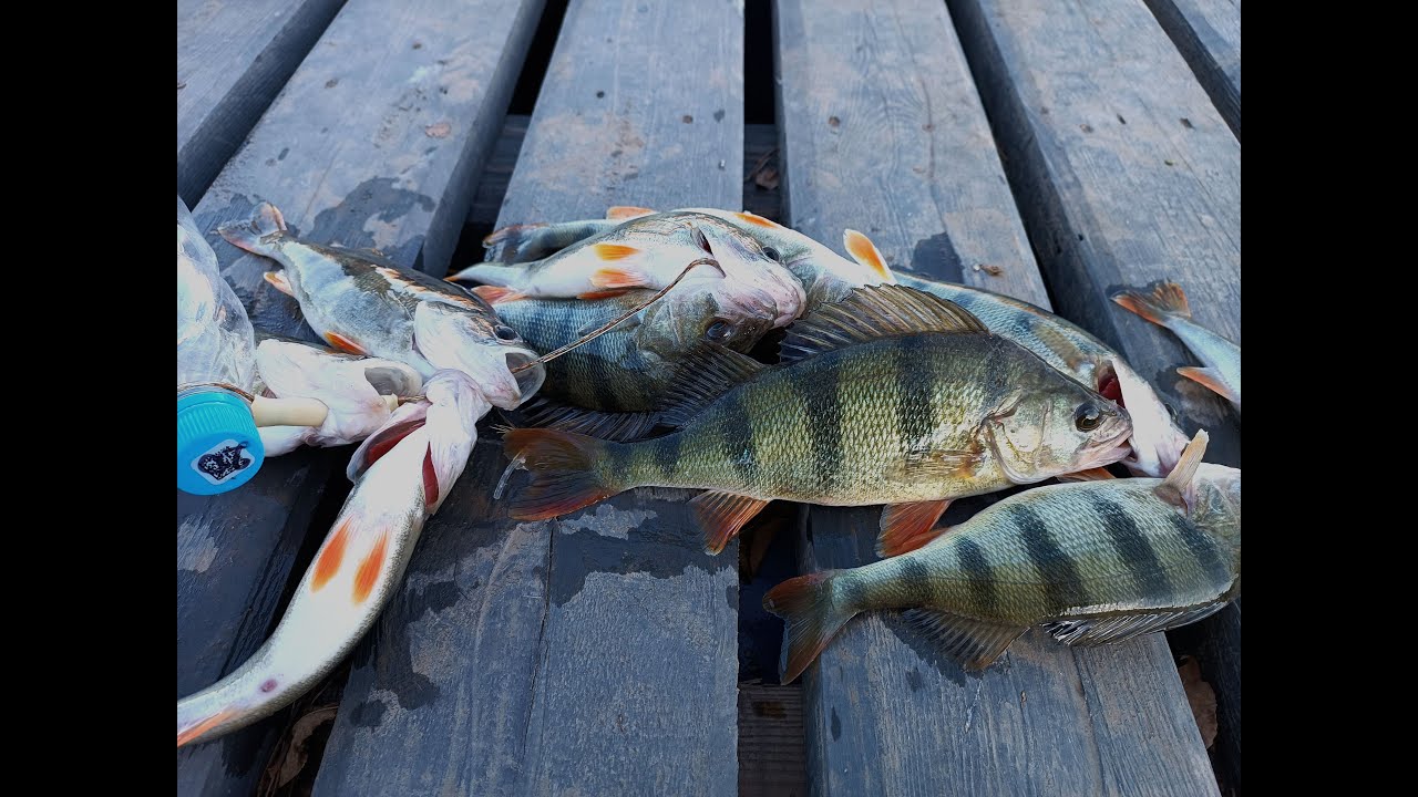 Рыбалка в Астрахани. Ловля окуня и щуки. Октябрь 2023г. - YouTube