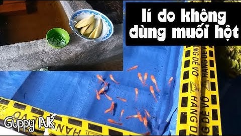 Sử dụng muối hột để nuôi cá 7 màu (Guppy) có thật sự tốt ?