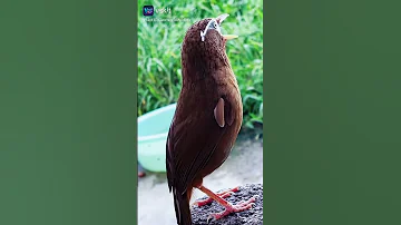 صوت عصفور رائع 