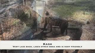 Meet Kash A Terrier American Staffordshire Currently Available For Adoption 1042022 62303 Pm