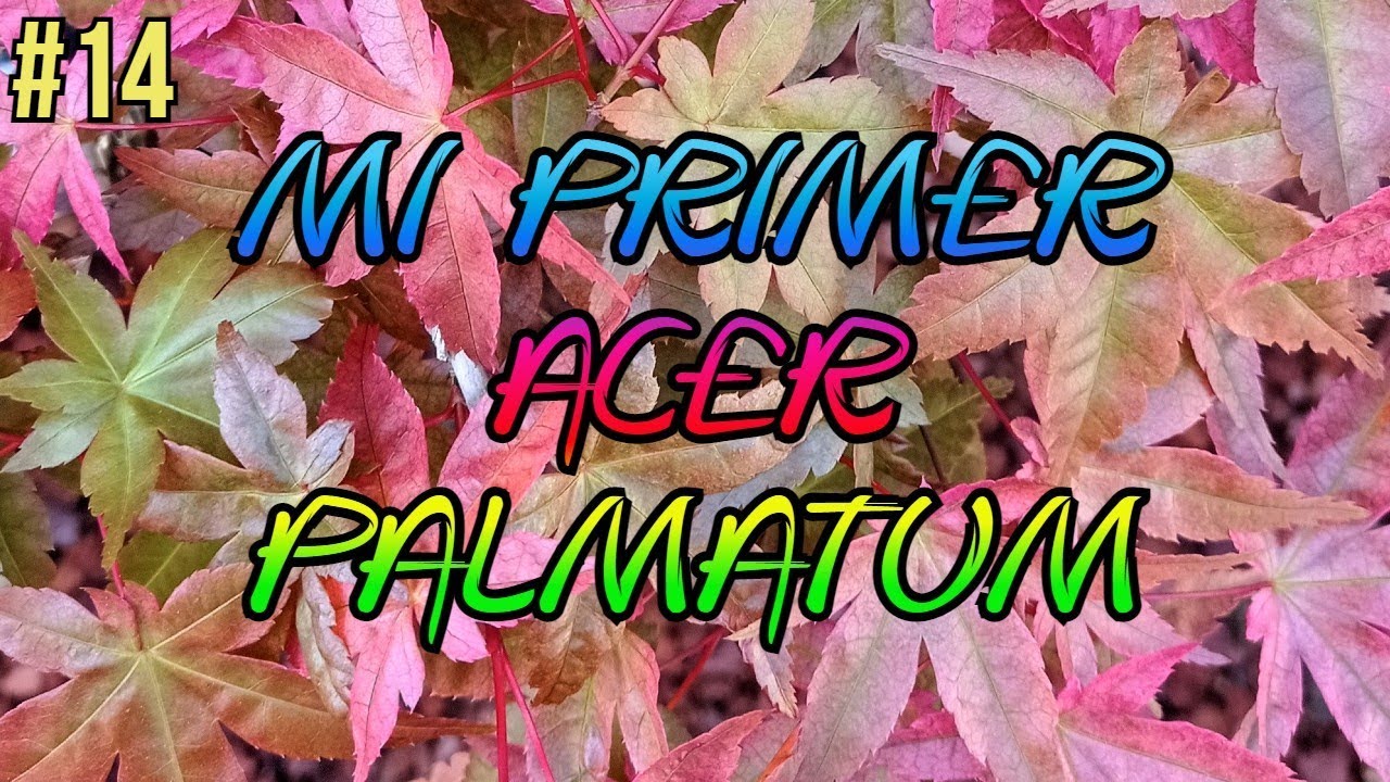 SUSTRATO PARA ACER PALMATUM