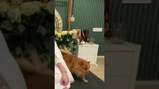 Наши утренние классы #shorts #cutecat #cutedog