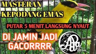 suara burung kepodang emas ||  the sound of the orioles 🐦🐦🐦