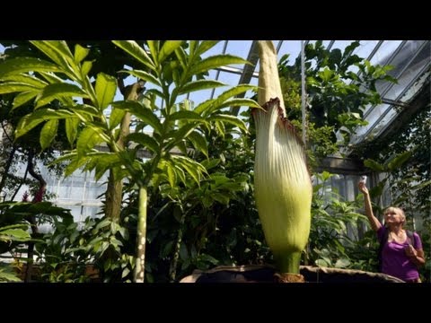 Video: Flor cadáver - la más grande del mundo