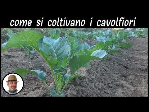 Video: Cavolo In Crescita