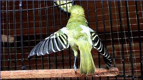 Sirtu Paling Gacor Narung Isian // Adu Suara Kencang Burung Cipoh