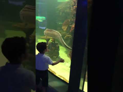 سايتك الخبر اجمل الاسماك