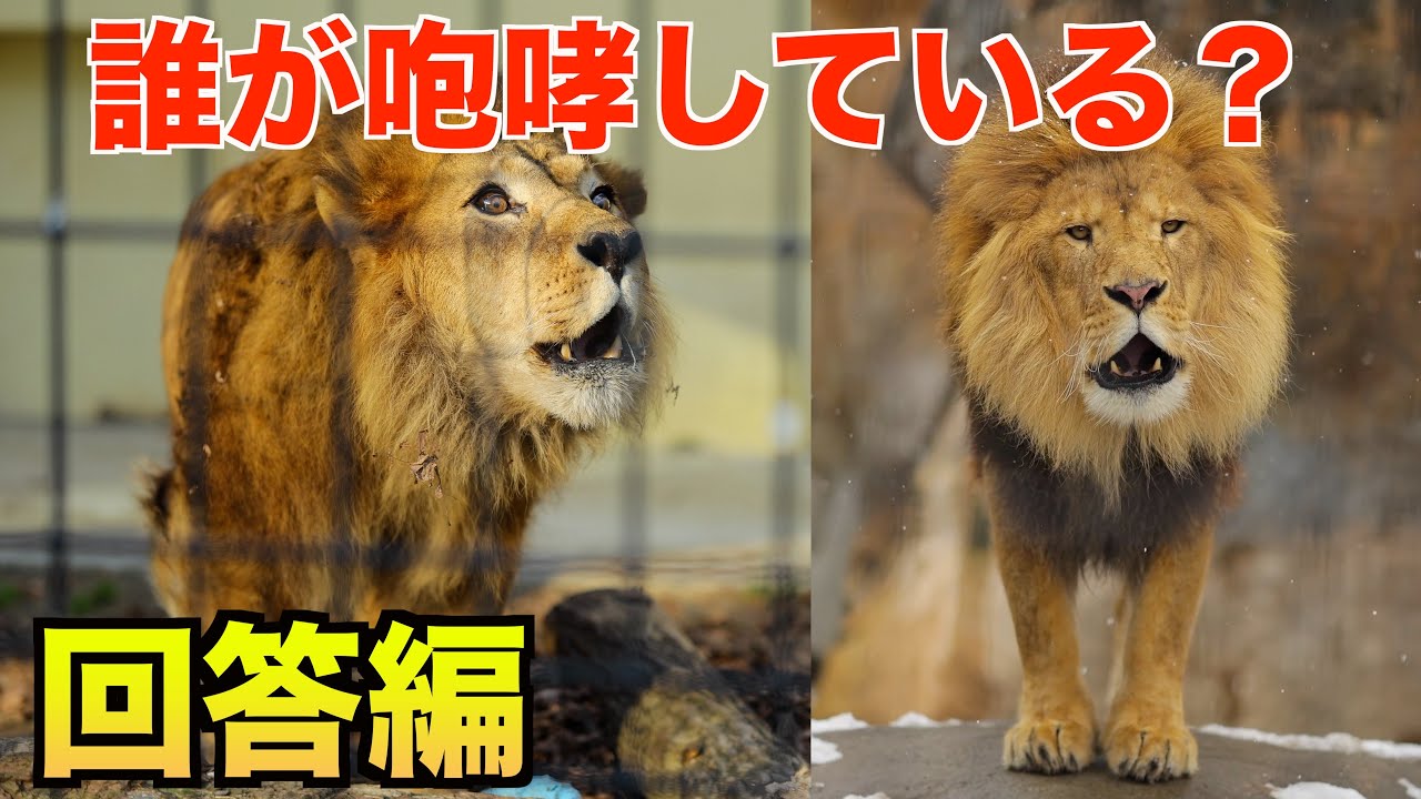 Roar Quiz Answers] It was this lion! Zoo Lion Roar Quiz | Answers