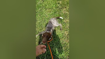 Molly - Correction of Laying Down on Point (Positive Reinforcement) 07 02 20