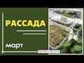 Рассада на окошке. Март