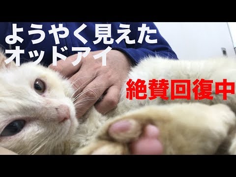 ボロボロだったオッドアイの保護猫、膝上で甘ったれる　The rescued white cat became affectionate