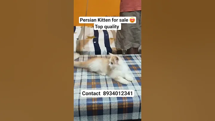 Watch the video about Cats For Sale I Quality kitty I #cats #shorts #trending #viral #pets