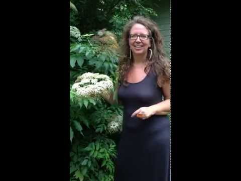 Medicinal Minute: Elderflower