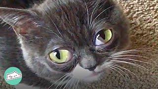 Dwarf Cat Learns How to Be Like Other Cats | Cuddle Cat