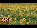 Yellow Sunflowers in 4K UHD Relax Video - 1 Hour Nature Sounds