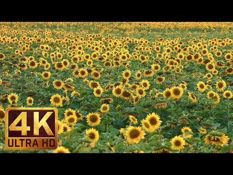 Video: A Strange Pictogram On A Sunflower Field In The Krasnodar Territory - Alternative View