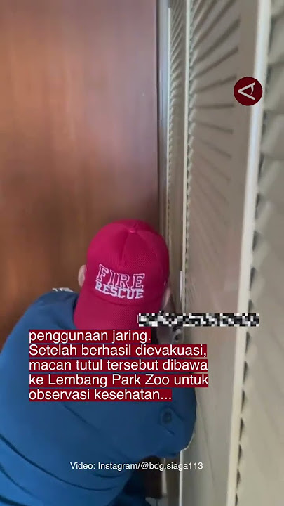 Bikin geger! Seekor macan tutul masuk ke sebuah hotel di Bandung