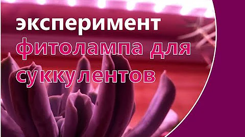 какая подсветка лучше подойдет суккулентам? №1
