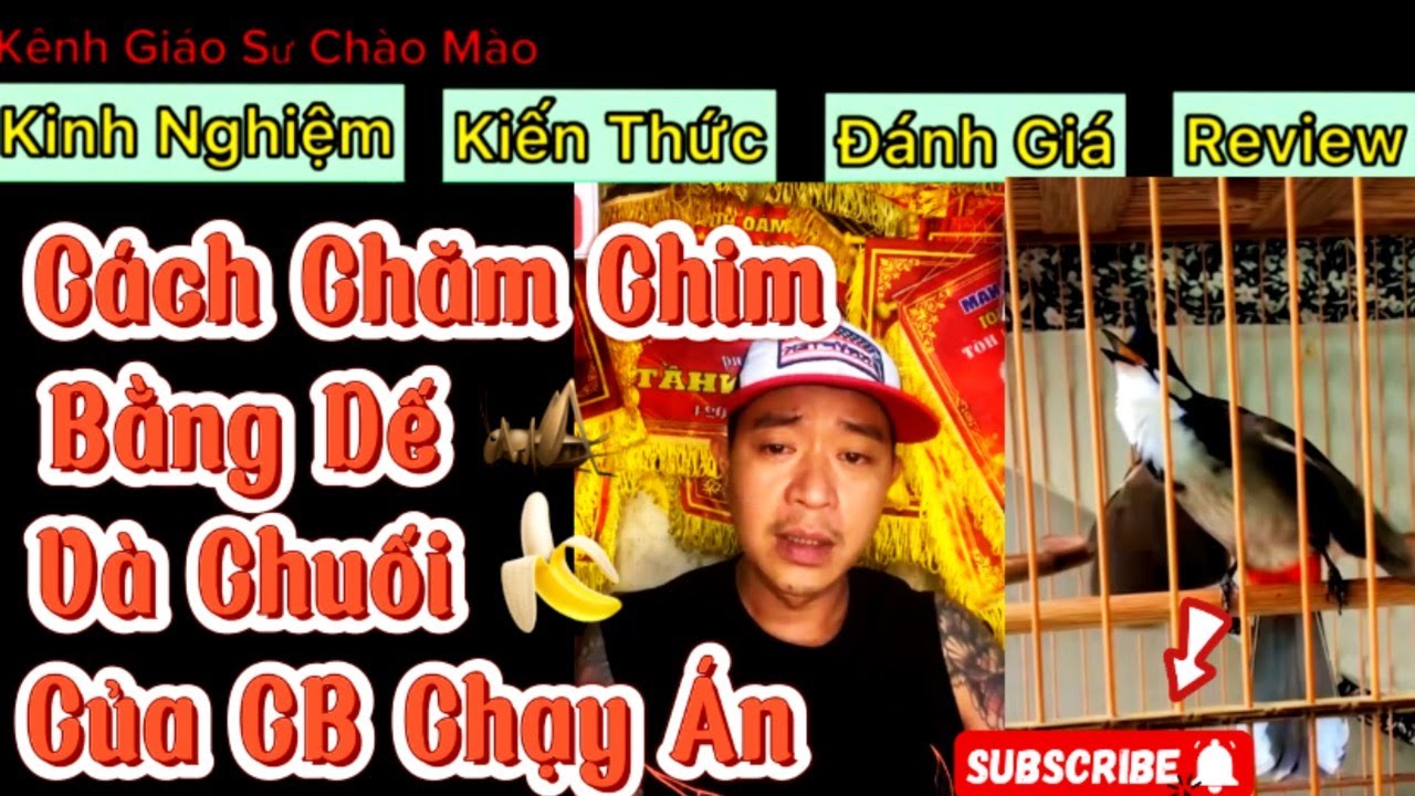 Cách Chăm Chim Bằng Dế Và Chuối Giúp Chim Ổn Định Lửa | Chạy Án Thông 2 Ôtô Liên Tục