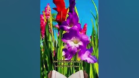 تلاوة معطره من سورة آل عمران بصوت القارئ عمر الهاشمي طاب صباحكم بكل خير