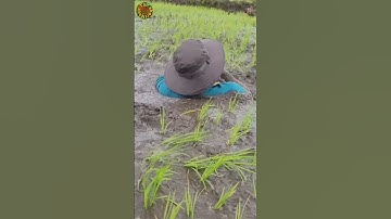 Lội sình cấy lúa