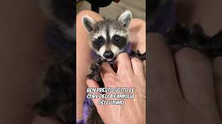 Un Cucciolo Di Procione È Stato Adottato E Cresciuto Con Amore