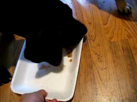 Elsie Corinna (Great Dane) and Rukus(Pug) raw food diet feeding- third video