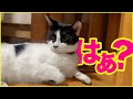 【ねこ動画】くつろいでいるネコに邪魔をしたらこうなっちゃいました