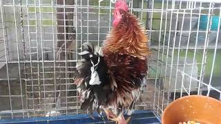 Galo Da Índia Frisado