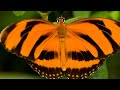 The Banded Orange butterfly | Physical Appearance | Diet and Behavior